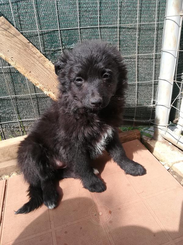 Trilly Cucciola Taglia Piccola Simil Volpino